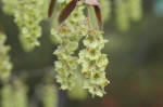 Corylopsis image